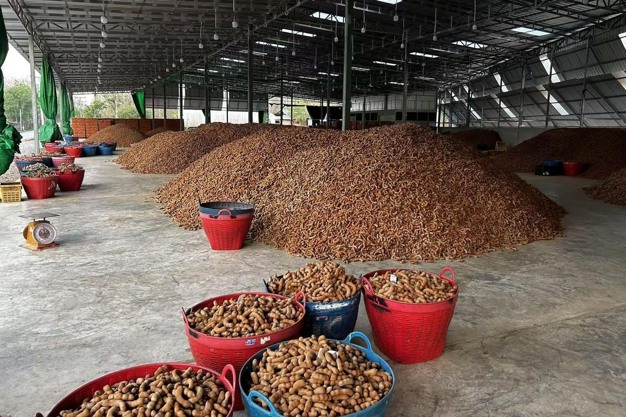 How Tamarind is Harvested and Processed